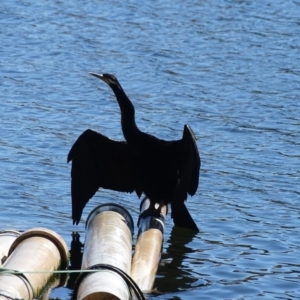 Anhinga novaehollandiae at Yarralumla, ACT - 16 May 2018