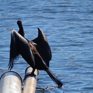 Anhinga novaehollandiae at Yarralumla, ACT - 16 May 2018