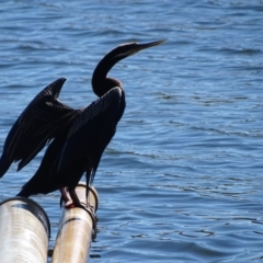 Anhinga novaehollandiae at Yarralumla, ACT - 16 May 2018