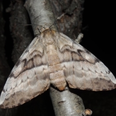 Chelepteryx collesi (White-stemmed Gum Moth) at Conder, ACT - 7 Apr 2018 by MichaelBedingfield