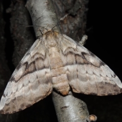 Chelepteryx collesi (White-stemmed Gum Moth) at Pollinator-friendly garden Conder - 7 Apr 2018 by michaelb