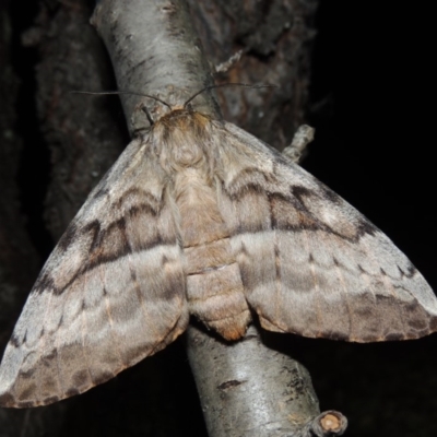 Chelepteryx collesi (White-stemmed Gum Moth) at Conder, ACT - 7 Apr 2018 by michaelb