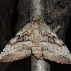 Chelepteryx collesi at Conder, ACT - 7 Apr 2018 09:16 PM