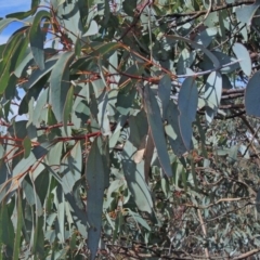 Eucalyptus perriniana at Namadgi National Park - 15 May 2018