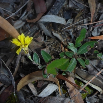 Goodenia hederacea subsp. hederacea (Ivy Goodenia, Forest Goodenia) at Aranda, ACT - 30 Apr 2018 by JanetRussell