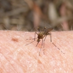 Culicidae (family) (A mosquito) at Aranda, ACT - 20 Oct 2015 by JanetRussell