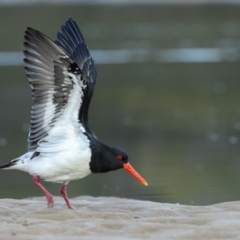 Haematopus longirostris (Australian Pied Oystercatcher) at Merimbula, NSW - 18 May 2018 by Leo