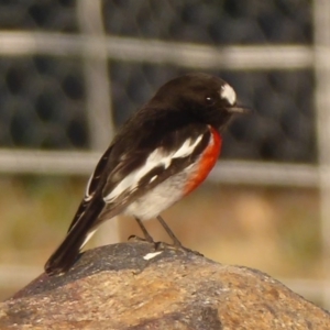 Petroica boodang at Belconnen, ACT - 16 May 2018