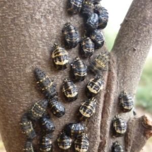 Harmonia conformis at Aranda, ACT - 19 Jun 2010