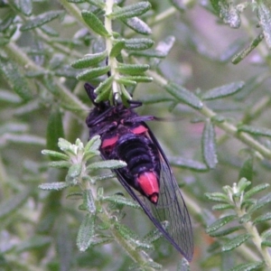 Yoyetta sp. (genus) at Aranda, ACT - 10 Dec 2004