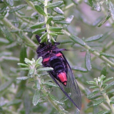 Yoyetta sp. (genus) (Firetail or Ambertail Cicada) at Aranda, ACT - 10 Dec 2004 by JanetRussell