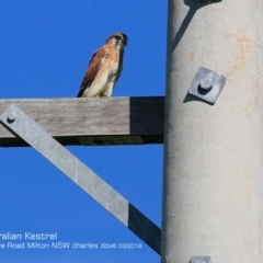 Falco cenchroides (Nankeen Kestrel) at Undefined - 1 Mar 2018 by Charles Dove