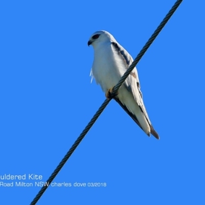 Elanus axillaris (Black-shouldered Kite) at Undefined - 2 Mar 2018 by CharlesDove