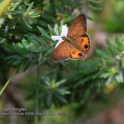 Hypocysta metirius (Brown Ringlet) at Ulladulla - Warden Head Bushcare - 5 Mar 2018 by CharlesDove