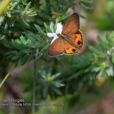 Hypocysta metirius (Brown Ringlet) at Ulladulla - Warden Head Bushcare - 4 Mar 2018 by Charles Dove