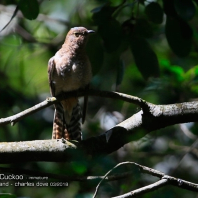 Cacomantis flabelliformis (Fan-tailed Cuckoo) at Comerong Island Nature Reserve - 5 Mar 2018 by CharlesDove