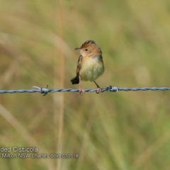 Cisticola exilis (Golden-headed Cisticola) at Croobyar, NSW - 2 Mar 2018 by CharlesDove