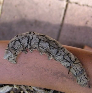 Entometa undescribed species nr fervens at Aranda, ACT - 23 Dec 2004