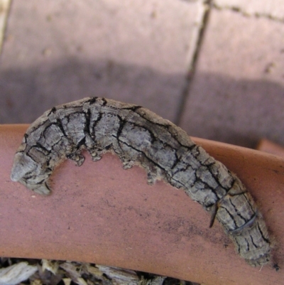 Entometa undescribed species nr fervens (Common Gum Snout Moth) at Aranda, ACT - 23 Dec 2004 by JanetRussell