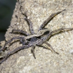 Lycosidae (family) at Ainslie, ACT - 18 May 2018