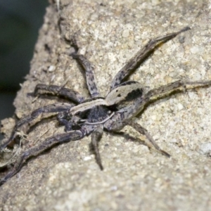 Lycosidae (family) at Ainslie, ACT - 18 May 2018