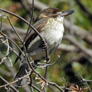 Cracticus torquatus at Fyshwick, ACT - 18 May 2018