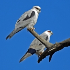 Elanus axillaris (Black-shouldered Kite) at Fyshwick, ACT - 18 May 2018 by RodDeb