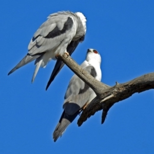 Elanus axillaris at Fyshwick, ACT - 18 May 2018