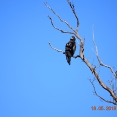 Aquila audax (Wedge-tailed Eagle) at Rendezvous Creek, ACT - 18 May 2018 by ChrisHolder