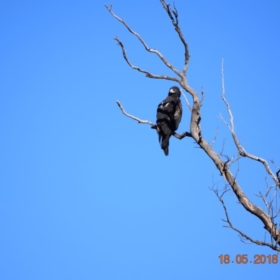 Aquila audax (Wedge-tailed Eagle) at Rendezvous Creek, ACT - 18 May 2018 by ChrisHolder