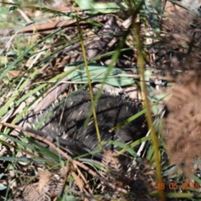 Tachyglossus aculeatus (Short-beaked Echidna) at Tennent, ACT - 18 May 2018 by ChrisHolder