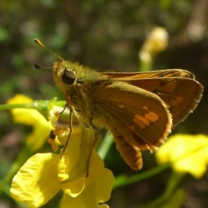 Ocybadistes walkeri at Aranda, ACT - 17 Nov 2014