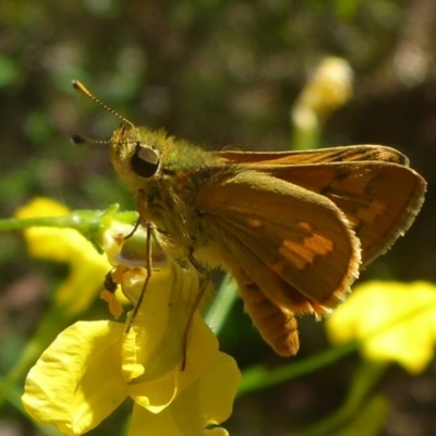 Ocybadistes walkeri (Green Grass-dart) at Aranda, ACT - 17 Nov 2014 by JanetRussell