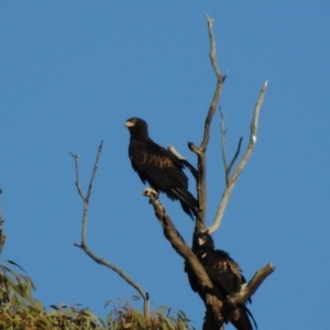 Aquila audax at Booth, ACT - 19 May 2018 04:43 AM