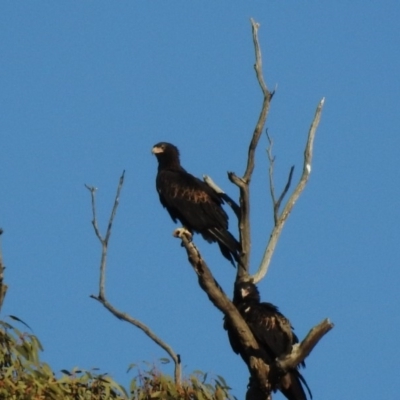 Aquila audax (Wedge-tailed Eagle) at Booth, ACT - 18 May 2018 by CorinPennock