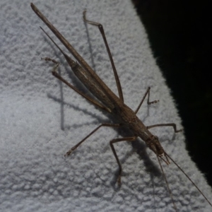 Zaprochilus australis at Aranda, ACT - 20 Apr 2014 12:49 PM