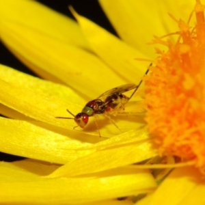 Megastigmus sp. (genus) at Acton, ACT - 18 May 2018