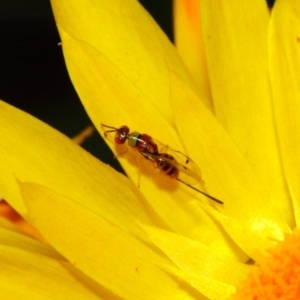 Megastigmus sp. (genus) at Acton, ACT - 18 May 2018