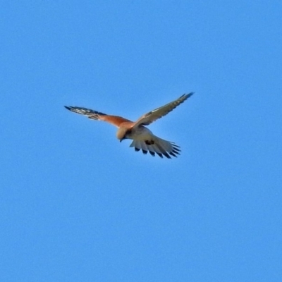 Falco cenchroides (Nankeen Kestrel) at Fyshwick, ACT - 20 May 2018 by RodDeb