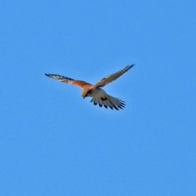 Falco cenchroides (Nankeen Kestrel) at Fyshwick Sewerage Treatment Plant - 20 May 2018 by RodDeb