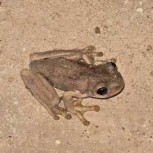 Litoria peronii at Hawker, ACT - 1 Dec 2017