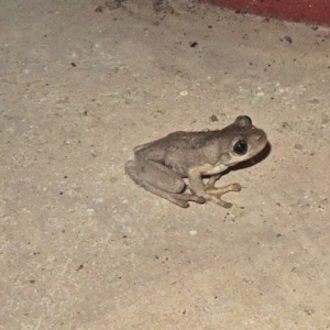 Litoria peronii at Hawker, ACT - 1 Dec 2017