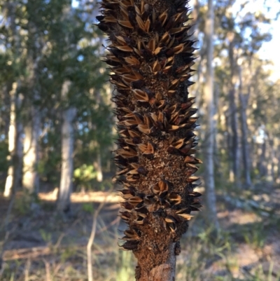 Xanthorrhoea (genus) (Grass Tree) at Bawley Point, NSW - 20 May 2018 by Marg