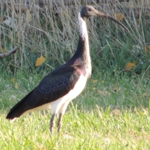 Threskiornis spinicollis at Greenway, ACT - 15 May 2018