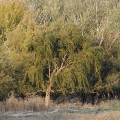 Salix babylonica (Weeping Willow) at Jerrabomberra Wetlands - 9 May 2018 by michaelb
