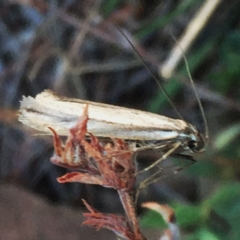 Philobota diaereta at Googong, NSW - 21 May 2018