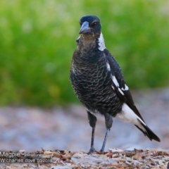 Gymnorhina tibicen (Australian Magpie) at Undefined - 6 Mar 2018 by Charles Dove