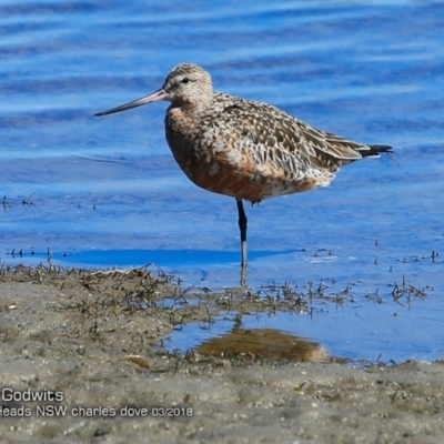 Limosa lapponica (Bar-tailed Godwit) at Undefined - 9 May 2018 by CharlesDove