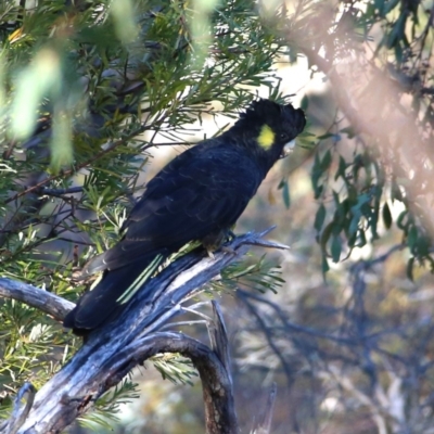 Zanda funerea (Yellow-tailed Black-Cockatoo) at Wandiyali-Environa Conservation Area - 19 May 2018 by Wandiyali