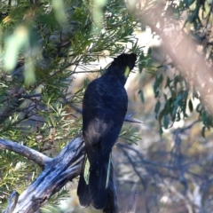 Zanda funerea at Googong, NSW - 19 May 2018